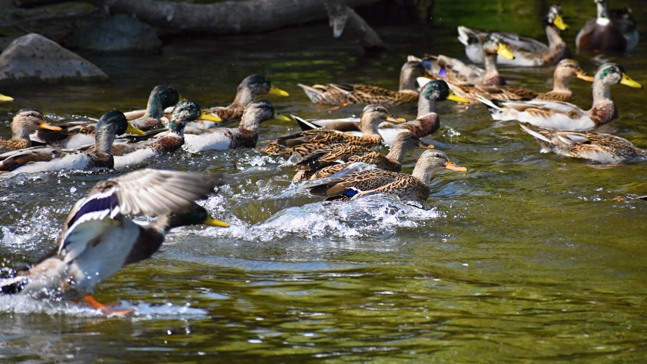 Birding Trails of Brunswick